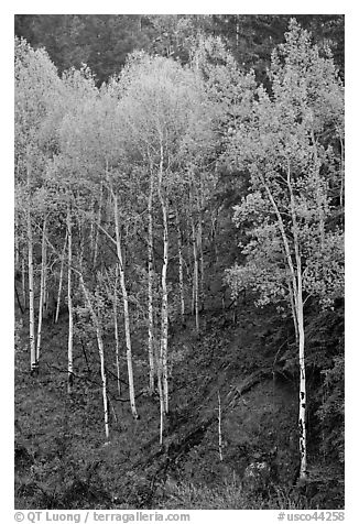Aspen trees with new spring leaves. Colorado, USA (black and white)