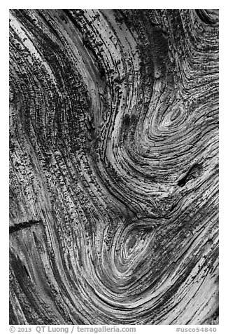 Juniper tree bark detail. Chimney Rock National Monument, Colorado, USA