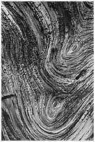 Juniper tree bark detail. Chimney Rock National Monument, Colorado, USA (black and white)