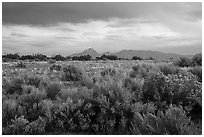 Shrubs on flats and Sleeping Ute Mountain, evening. Canyon of the Ancients National Monument, Colorado, USA ( black and white)