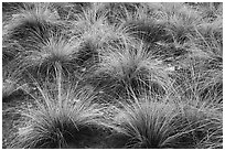 Grasses. Canyon of the Ancients National Monument, Colorado, USA ( black and white)