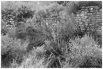 Shrubs and Lower House wall. Yucca House National Monument, Colorado, USA ( black and white)