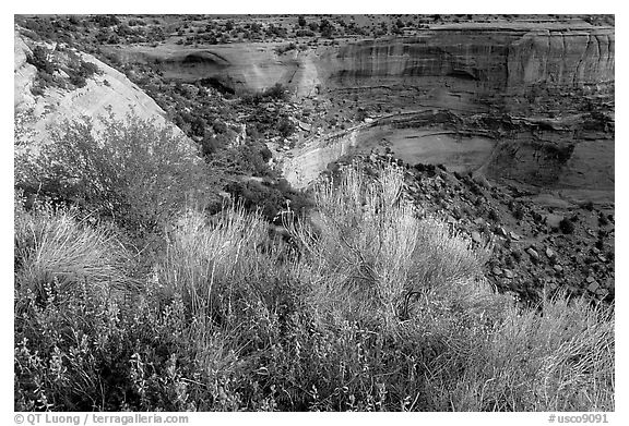 Indian Paintbrush and sandstone cliffs. Colorado National Monument, Colorado, USA (black and white)