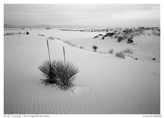 Yuccas and gypsum dunes, dawn, White Sands National Monument. USA (black and white)