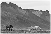 Wild horses. Shiprock, New Mexico, USA ( black and white)