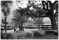 Plazza, trees and buildings in adobe style. Taos, New Mexico, USA (black and white)