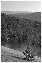 Slope with meadow and forest, Carson National Forest. New Mexico, USA (black and white)