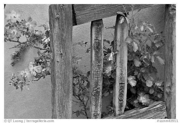 Door and roses, Chimayo Shrine. New Mexico, USA (black and white)