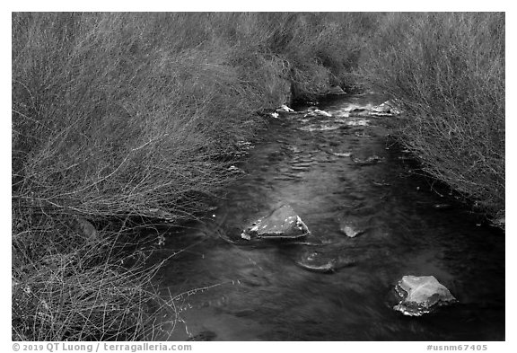 Stream and willows. Rio Grande Del Norte National Monument, New Mexico, USA (black and white)
