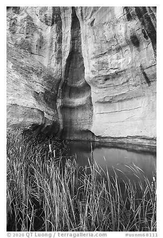 Cattails, pool, and cliff. El Morro National Monument, New Mexico, USA (black and white)