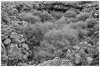 Lava rocks and shrubs. El Malpais National Monument, New Mexico, USA ( black and white)