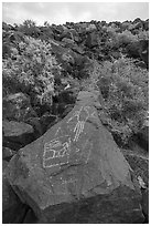 Petroglyphs on basalt rock, Petroglyph National Monument. New Mexico, USA ( black and white)