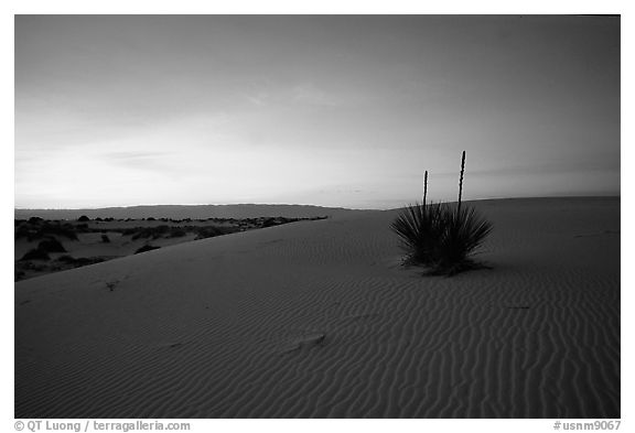 Soaptree Yucca against sunrise sky. White Sands National Park (black and white)