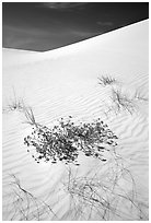 Flowers and dunes. White Sands National Monument, New Mexico, USA (black and white)