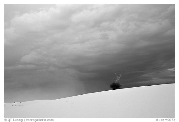 Lone Yucca. White Sands National Monument, New Mexico, USA (black and white)