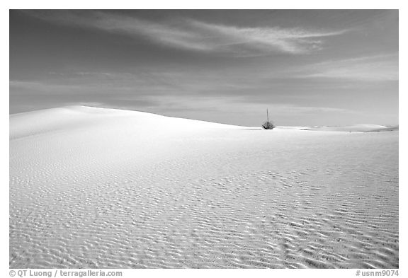 Lone Yucca and white sand dunes. White Sands National Park (black and white)