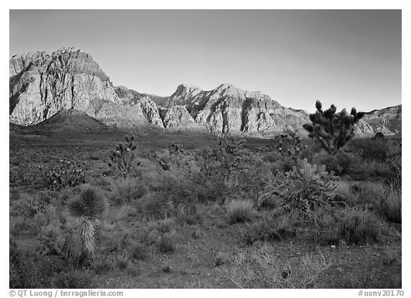 Yuccas and rock walls at sunrise, Red Rock Canyon. USA (black and white)