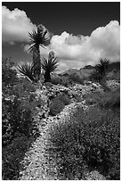 Desert wash with Yuccas in bloom. Gold Butte National Monument, Nevada, USA ( black and white)