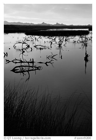 Marsh at sunrise, Havasu National Wildlife Refuge. Nevada, USA (black and white)