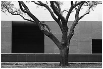 Tree and wall, Museum of Fine Arts. Houston, Texas, USA ( black and white)