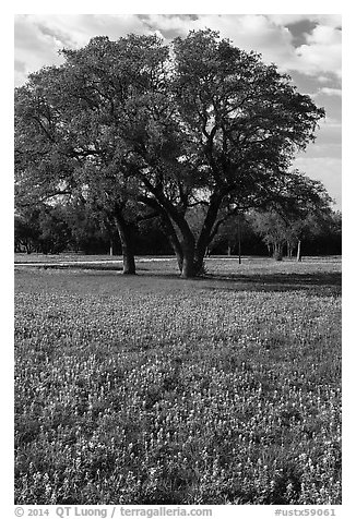 Bluebonnets and trees. Texas, USA (black and white)