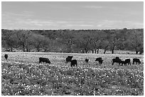 Cows in flower-filled meadow. Texas, USA ( black and white)