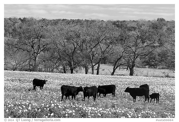 Cattle in meadow with flowers. Texas, USA (black and white)