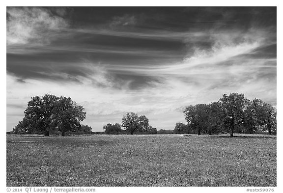 Meadow with wildflower and oak trees. Texas, USA (black and white)