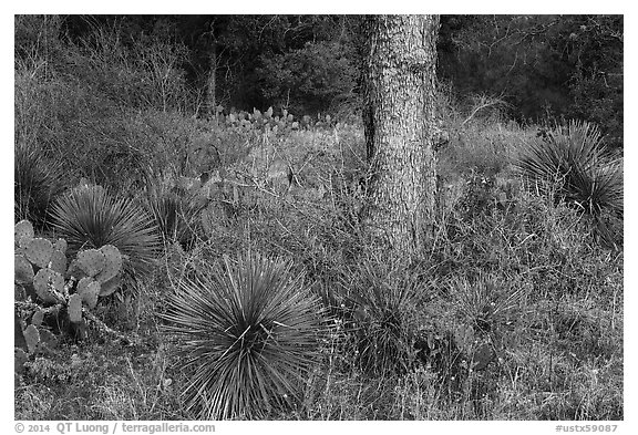 Flowers and cactus, Enchanted Rock state park. Texas, USA (black and white)