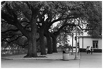 Oak trees on campus, University of Texas. Austin, Texas, USA ( black and white)