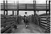 Man riding horse in path between fences. Fort Worth, Texas, USA ( black and white)