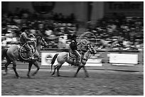 Men on horses preparing lassos. Fort Worth, Texas, USA ( black and white)