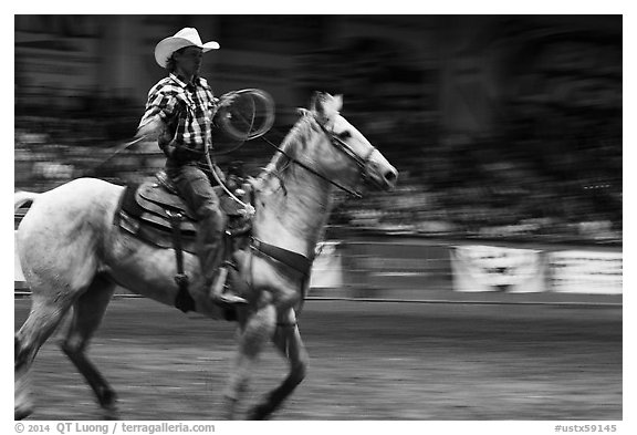 Rodeo contestant riding horse. Fort Worth, Texas, USA (black and white)