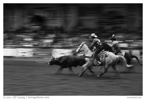 Team roping, Stokyards Championship Rodeo. Fort Worth, Texas, USA (black and white)