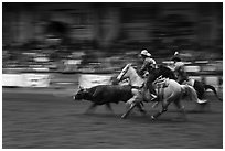 Team roping, Stokyards Championship Rodeo. Fort Worth, Texas, USA ( black and white)
