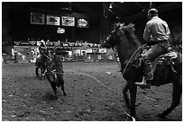 Bull being roped, Stokyards Championship Rodeo. Fort Worth, Texas, USA ( black and white)