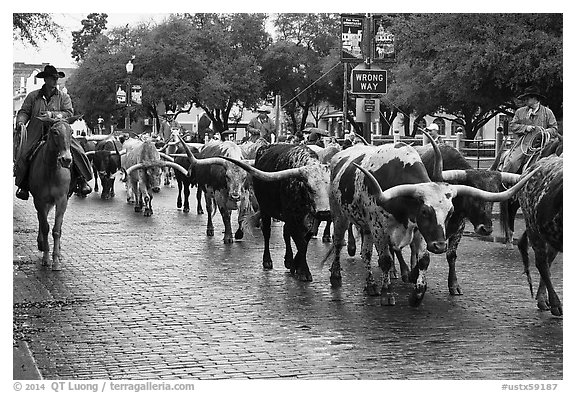 Cowboys drive Longhorn cattle herd through Stockyards street. Fort Worth, Texas, USA (black and white)