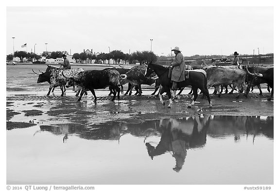 Cowboys and cattle reflected in a water puddle. Fort Worth, Texas, USA (black and white)