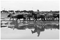 Cowboys and cattle reflected in a water puddle. Fort Worth, Texas, USA ( black and white)