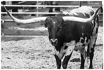 Texas Longhorn. Fort Worth, Texas, USA ( black and white)