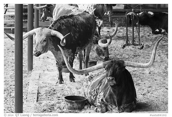 Texas Longhorn in pen. Fort Worth, Texas, USA (black and white)