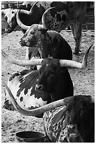 Texas Longhorn steers and cows. Fort Worth, Texas, USA ( black and white)