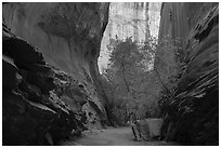 Sheer side canyon with trees, Long Canyon. Grand Staircase Escalante National Monument, Utah, USA ( black and white)