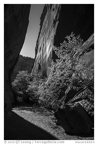 Side canyon of Long Canyon sunlit with trees. Grand Staircase Escalante National Monument, Utah, USA (black and white)