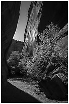 Side canyon of Long Canyon sunlit with trees. Grand Staircase Escalante National Monument, Utah, USA ( black and white)