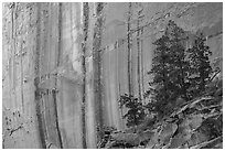 Desert varnish striations and pine trees, Long Canyon. Grand Staircase Escalante National Monument, Utah, USA ( black and white)