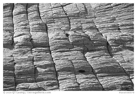 Crossbedded Navajo Sandstone, Burr Trail. Grand Staircase Escalante National Monument, Utah, USA (black and white)