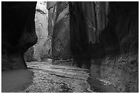 Dark walls and trees, Buckskin Gulch. Paria Canyon Vermilion Cliffs Wilderness, Arizona, USA ( black and white)