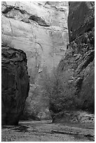 Trees and canyon walls, Buckskin Gulch. Paria Canyon Vermilion Cliffs Wilderness, Arizona, USA ( black and white)