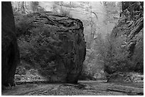 Trees in Buckskin Gulch. Paria Canyon Vermilion Cliffs Wilderness, Arizona, USA ( black and white)